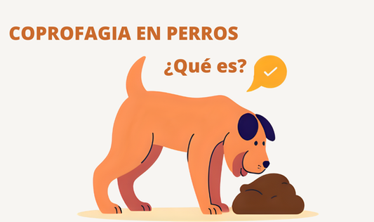Coprofagia en perros ¿Por qué los perros comen sus heces?