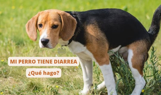Diarrea en perros: causas, síntomas y tratamiento