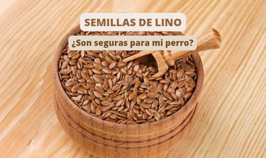 ¿Los perros pueden comer semillas de lino?