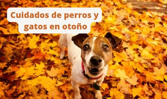 Cuidados de perros y gatos en otoño: alimentación, paseos y consejos