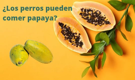 ¿Los perros pueden comer papaya?