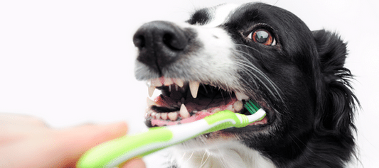 ENFERMEDAD DENTAL EN PERROS Y GATOS