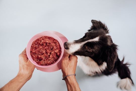 puede un perro comer comida para gatos 1 vez