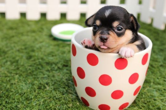 Perro raza taza de te: Todo lo que debes saber