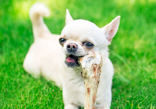 la médula de los huesos es buena para los perros