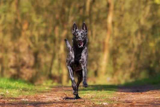 Los perros reflejan la personalidad de los humanos