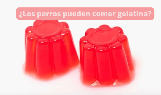 ¿Los perros pueden comer gelatina? Receta de gelatina para perros