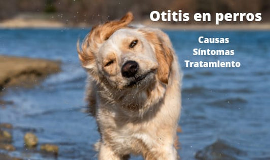 Otitis en perros: causas, síntomas y tratamientos