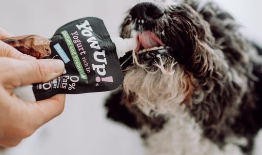 ¿Pueden comer yogur los perros?
