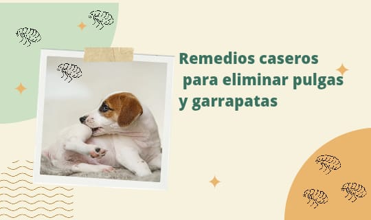 Remedios caseros para eliminar pulgas y garrapatas en perros y gatos