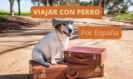 Viajar por España con tu perro: normativa, consejos y destinos pet-friendly