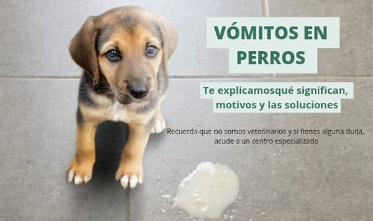 Vómito en perros: tipos, causas y soluciones