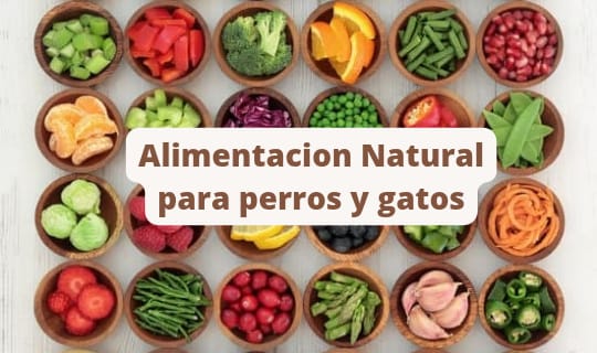 Alimentación natural para perros y gatos: beneficios, mejores ingredientes y cómo adaptarla a problemas digestivos y articulares