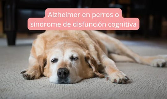 Alzheimer en perros: síntomas, causas y cuidados del síndrome de disfunción cognitiva canina
