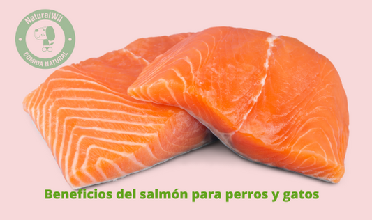 ¿Los perros pueden comer salmón? Beneficios y propiedades