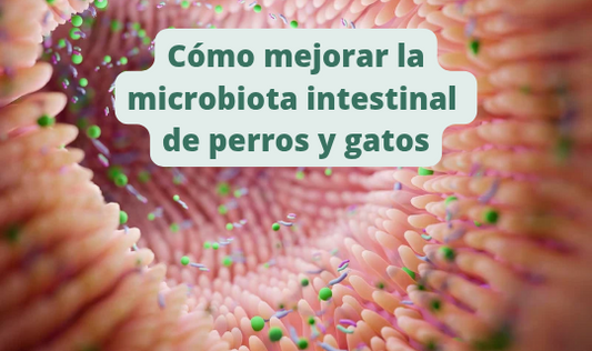 Cómo mejorar la flora intestinal (microbiota) de tu perro o gato