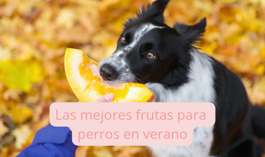 Las mejores frutas para perros en verano: cuáles pueden comer y cuáles evitar