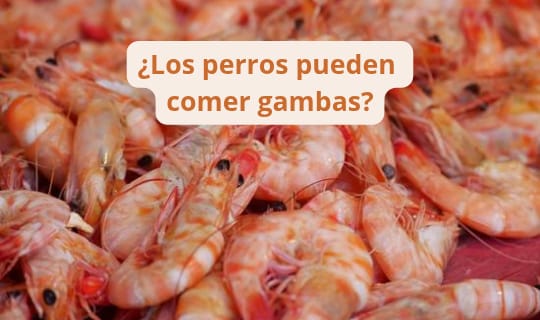 ¿Los perros pueden comer gambas?
