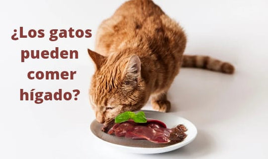¿Los gatos pueden comer hígado? Beneficios, riesgos y cómo ofrecerlo de forma segura