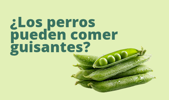 ¿Los perros pueden comer guisantes?