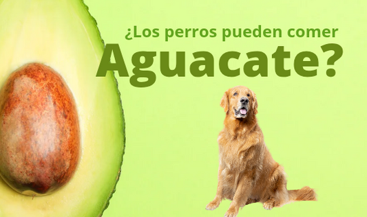 ¿Los perros pueden comer aguacate?