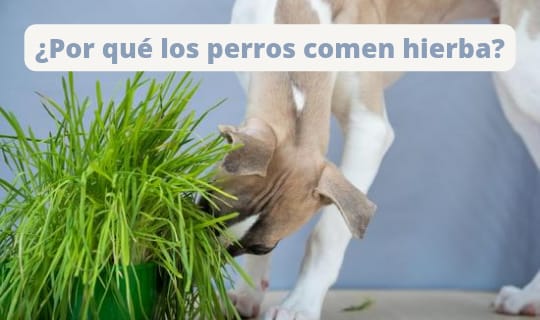 ¿Por qué los perros comen hierba? Explicaciones y cuándo preocuparse