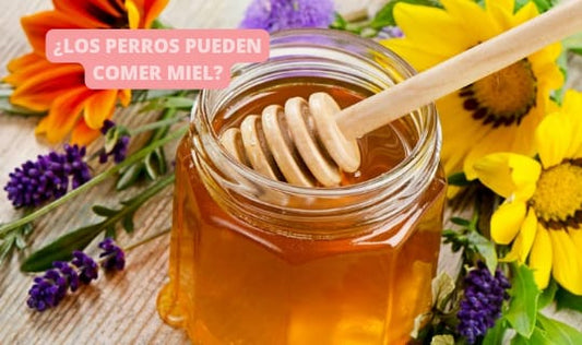 ¿Los perros pueden comer miel?