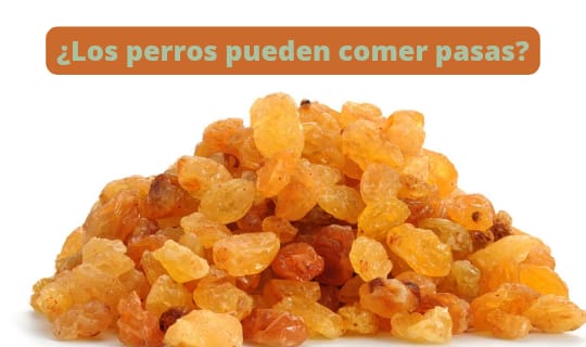 ¿Los perros pueden comer pasas?
