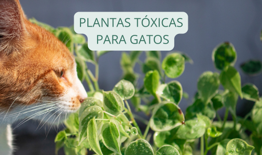 Plantas tóxicas para gatos