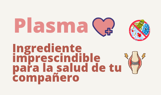 Plasma: ingrediente imprescindible para la salud de perros y gatos