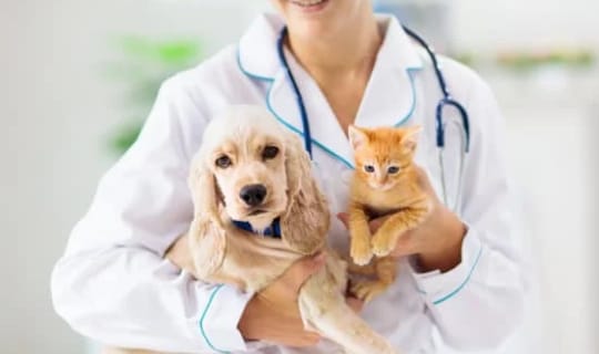 Enfermedad renal en perros y gatos: la alimentación natural puede ser tu aliado