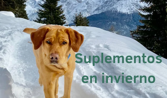 Suplementos para perros y gatos en invierno