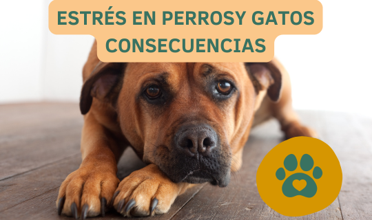 Estrés en perros y gatos