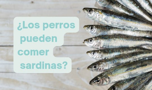 Los perros pueden comer sardinas