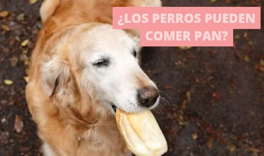 ¿Los perros pueden comer pan?