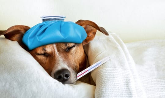 Parvovirus: causas, síntomas, tratamiento y prevención