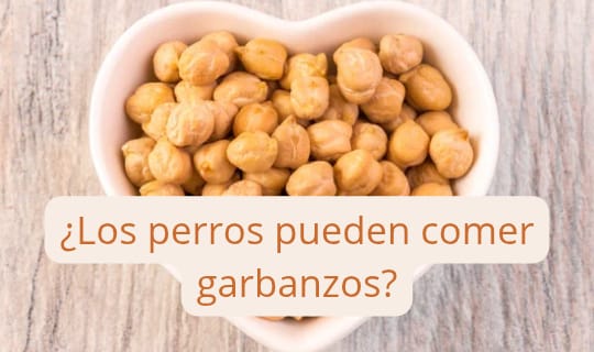 ¿Los perros pueden comer garbanzos?