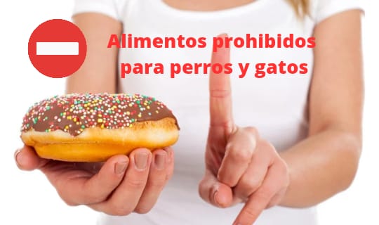 Alimentos prohibidos para perros y gatos