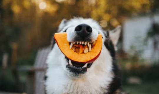 ¿Los perros pueden comer melón?