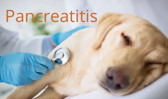 Pancreatitis en perros: causas, síntomas y tratamientos