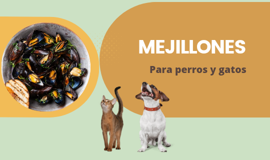 ¿Los perros pueden comer mejillones?