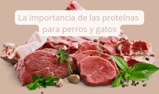 La importancia de las proteínas para las mascotas