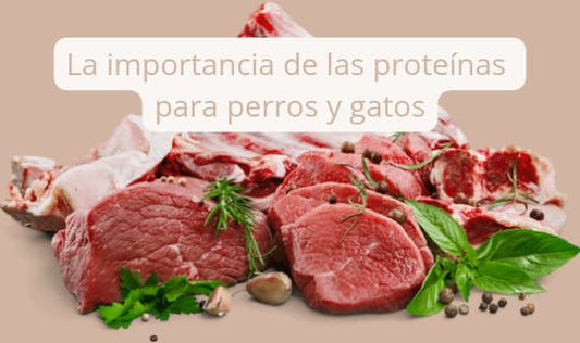 La importancia de las proteínas para las mascotas