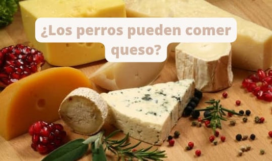 ¿Los perros pueden comer queso? Tipos de queso, cantidades y receta