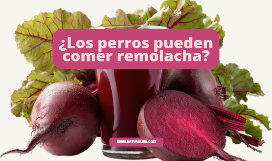 ¿Los perros pueden comer remolacha?