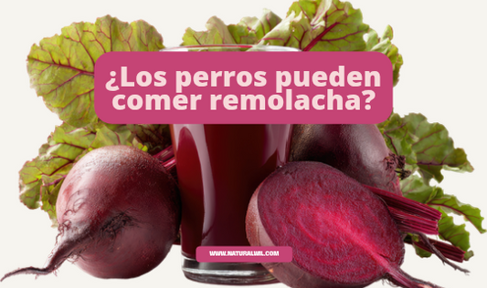 ¿Los perros pueden comer remolacha?