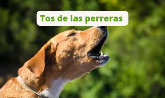 SINTOMAS Y TRATAMIENTOS TOS DE LAS PERRERAS