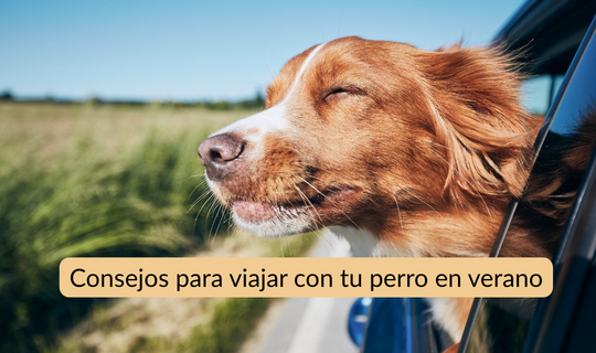 Consejos para viajar con tu perro en verano: guía de un viaje seguro y sin estrés