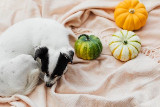 Verduras para perros en otoño