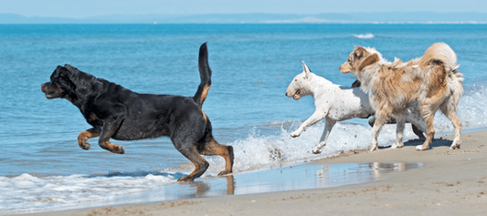 PLAYAS DE PERROS RECOMENDADAS EN ASTURIAS